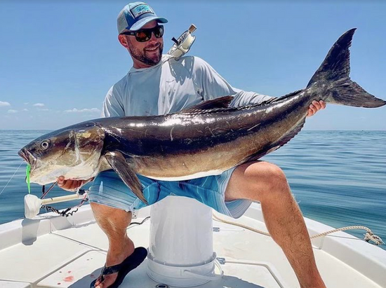 Fishing charter catching cobia in Tampa Bay Florida